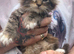 TICA Maine Coon Kittens Polydactyl