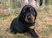 Pure breed Lithuanian hounds 2 puppies looking forever home