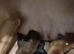 Beautiful litter off 11 staffy puppies