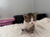 British shorthair mixed
