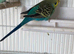 Blue yellow face female