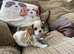 Lovely litter of KC reg blenheim and tri cavalier king charles  pups from health tested parents