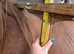 Lovely 2yr sports horse gelding