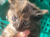 Female Teddy need's a forever home