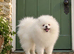 Beautiful Pure White Boy Kc Registered