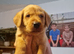 Fox red labradors