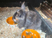 Beautiful female lop