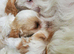 Cavapoo poo's