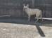 7month old white fawn