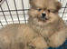 2 Adorable Pomeranian Boys