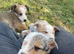 Merle collies for sale