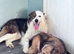 Mixed breed