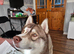 1 x Male Siberian Husky Puppy left