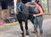 Stunning 3yr blank canvas cob to make 15.2h