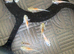 axolotl babies