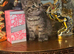 Adorable kittens x with BSH