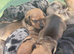 Beautiful baby puppies