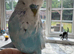 Rare Hand Reared Stunning Male Exhibition Budgie