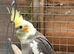 Cockatiel