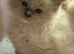 Full Fluffy Ragdoll Kittens