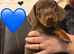 KC Mini Dachshunds
