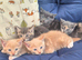 Beautiful kittens for sale