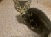 Cat and kitten