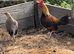 Pair of game bantams