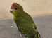 Tame kakariki chicks