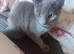 Russian blue for sale