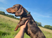 Miniature smooth haired dachshund