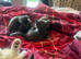 Four kittens 7 weeks old