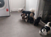 Lhasa apso puppys