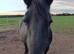 For part loan to stay at same stables