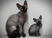 Tica active shpynx boy and female odd eyes parents