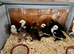 2 week old bantam chicks