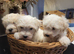 F1b maltipoo puppies