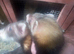 Ferrets