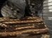 Beautiful chinchillas for sale