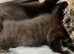 ORIENTAL BENGAL X MAU GIRL KITTEN WITH RARE CHARCOAL SMOKE WITH GHOST MARBLING