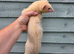 Hob/jill + hutch