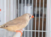 This year mixed males and 1 female Zebra finches
