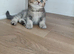 British Shorthair kittens