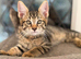 *Ready Now* Maine Coon X kittens