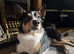 Enzo 12 month old tri colour bored collie