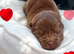 Adorable KC Registered Chow Chow Puppies For Sale