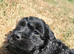 Fluffy Cockapoo X Cavapoo puppies