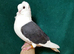 RARE FANCY GERMAN OWL PIGEONS