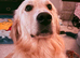 For sale 10 month old golden retriever (Not his fault)