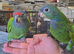 Hand reared super friendly Blue headed pionus
